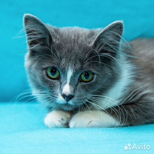 Трогательная малышка Ксю ищет дом