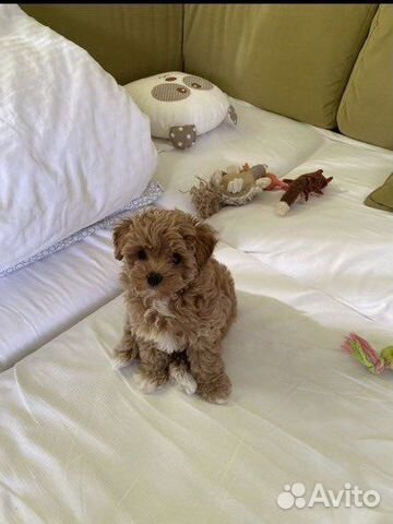 Мальтипу f1 девочка карамелька