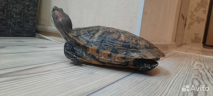 Красноухая черепаха бесплатно