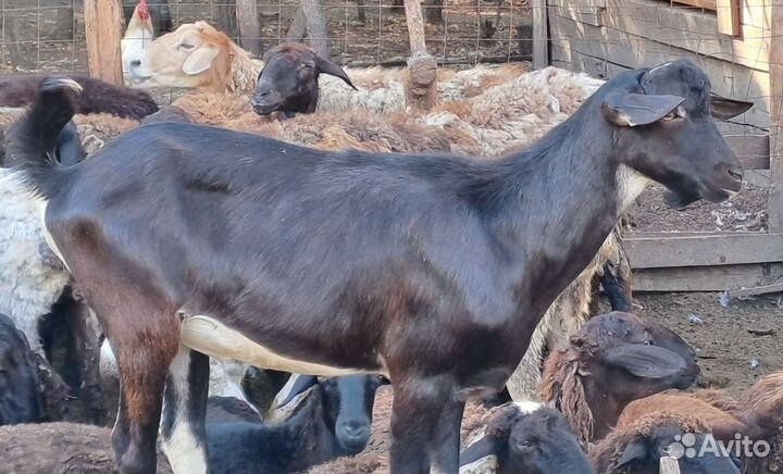 Козлик на племя Альпийской породы