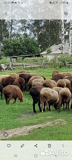 Овцы бараны