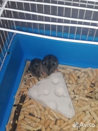 Джунгарские хомячки