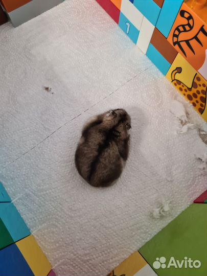 Джунгарский хомяк с клеткой