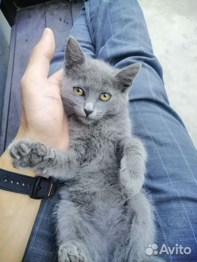 Серый котенок