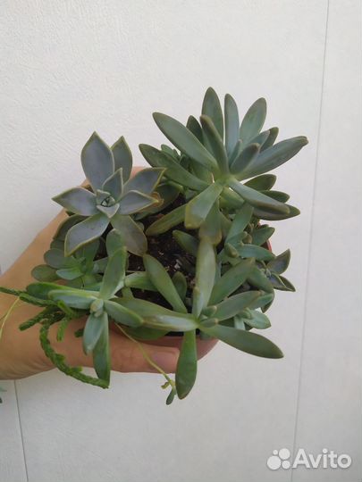 Суккуленты цветы