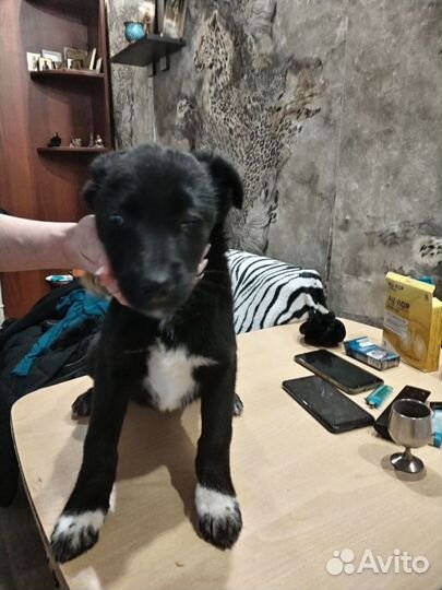 Щенки в добрые руки