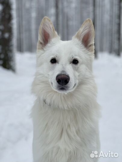 Вязка Белая швейцарская овчарка (бшо)