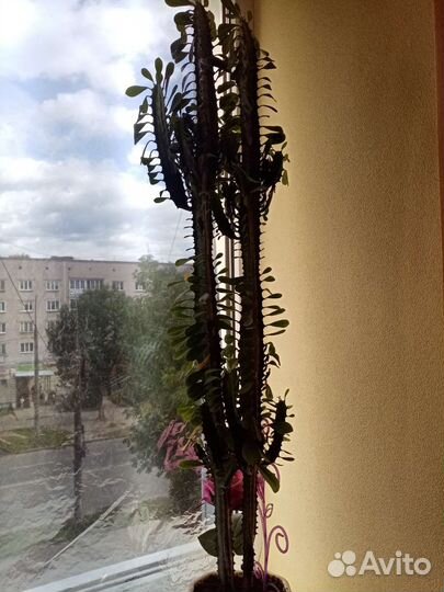 Молочай трехгранный