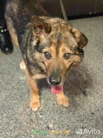 Собака в добрые руки