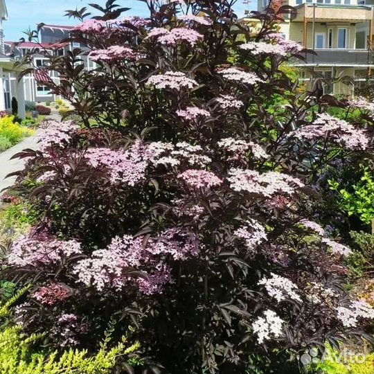 Бузина чёрная Блэк Лэйс