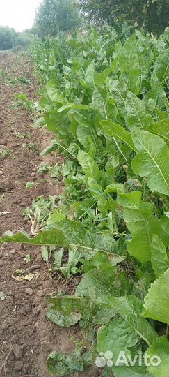 Корень хрена