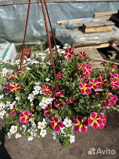 Рассада питуния, лаванда, лобелия