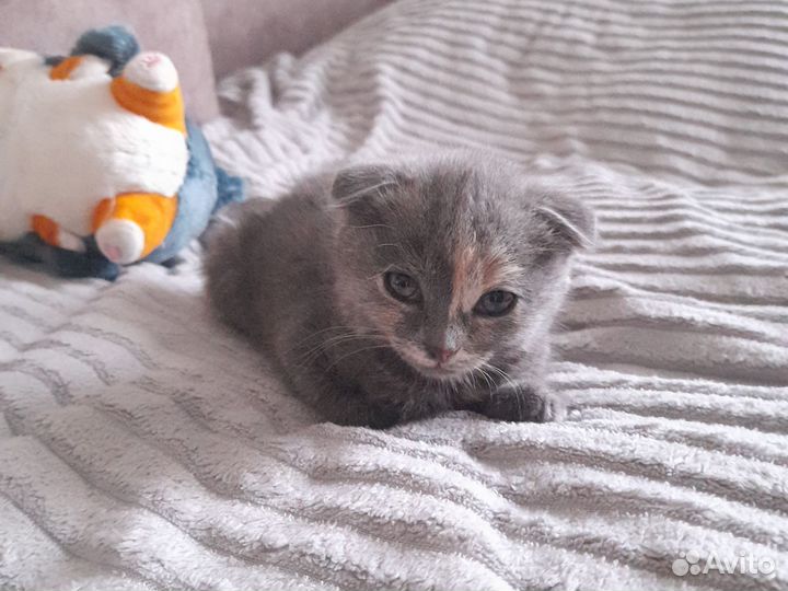 Вислоухую кошечку в добрые руки