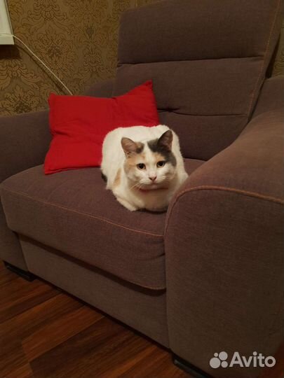 Кошка в добрые руки