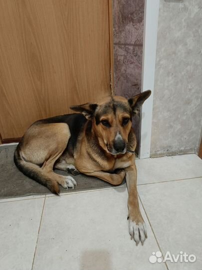 Домашние животные собаки