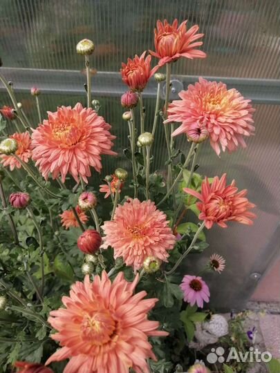 Гелиопсис/флокс/хризантема/пеларгония