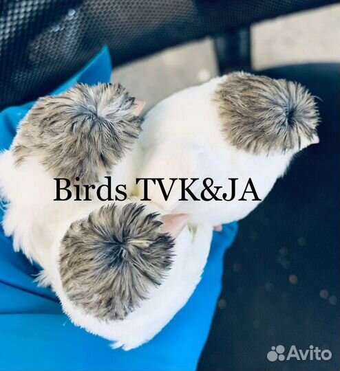 Кенара и канарейки белый рецессив Италия