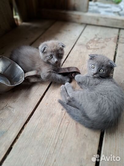 Отдам котят