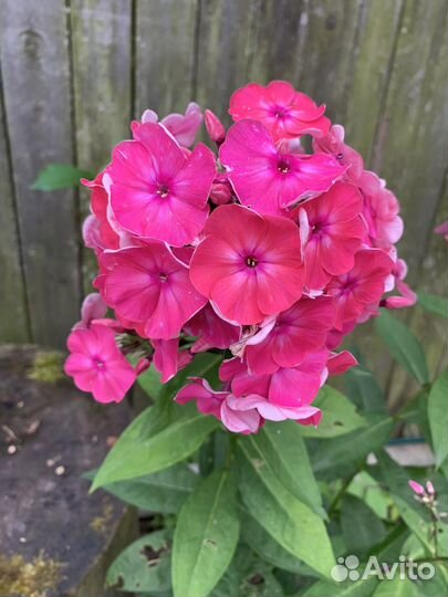 Флоксы, многолетние цветы