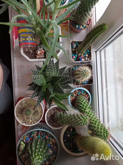 Кактусы и суккуленты