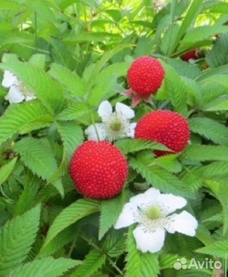 Тибетская малина