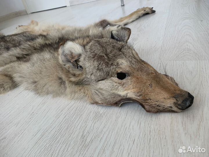 Шкуры волка