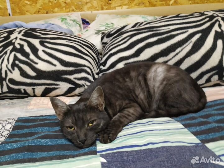 Кошка бесплатно