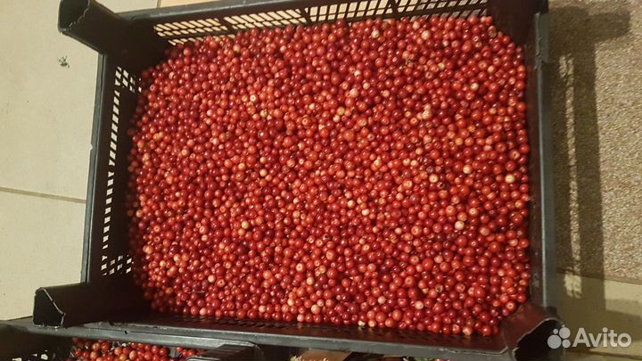 Брусника лесная