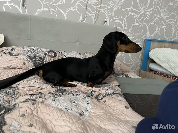 Вязка кобель минитакса