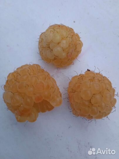 Саженцы малины