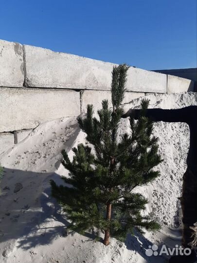 Сосна Ель живая ноовогодняя Елки