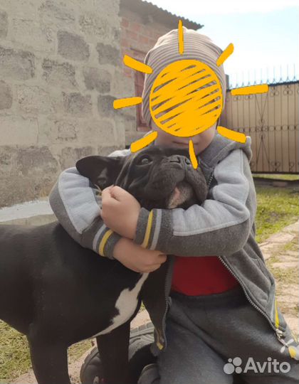 Вязка французский бульдог