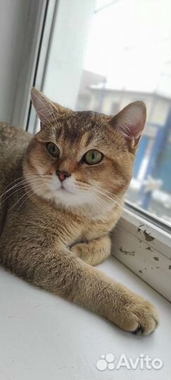 Шотландский кот