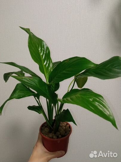 Растения Спатифиллум