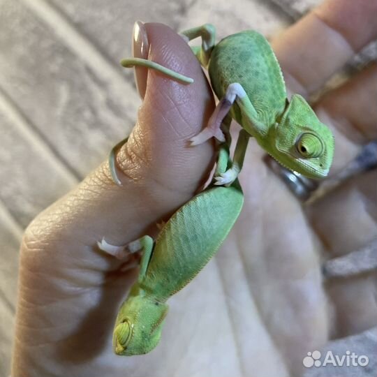 Йеменский хамелеон pied