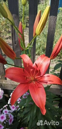 Лилия красная высокая