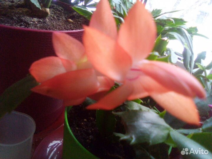 Декабрист жёлтый,белый,красный,розовый,оранжевый