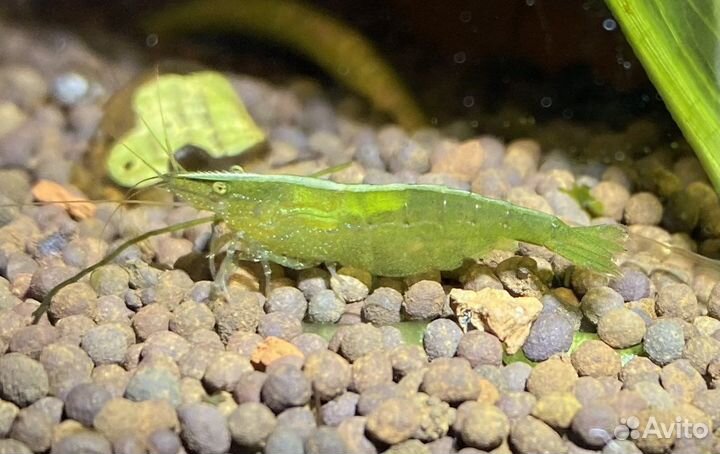 Креветки Бабаулти