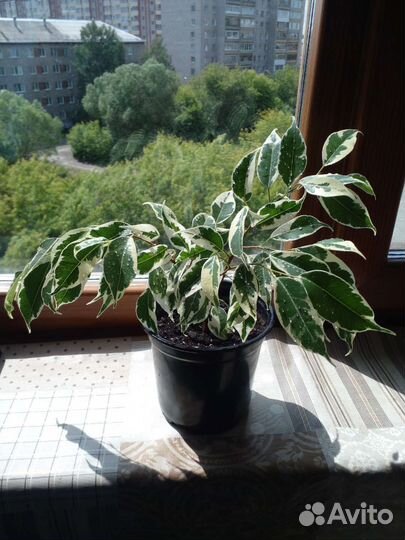 Фикус бенджамина пестролистный