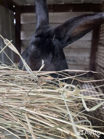 Кролики мясных пород