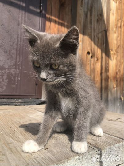 Котята мальчики