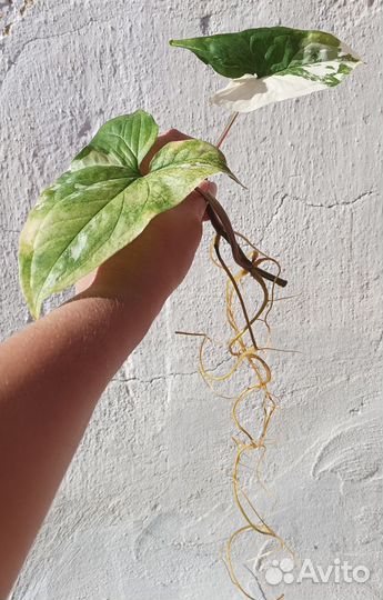 Сингониумы сортовые