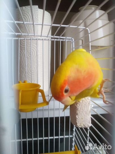 Попугай ручной неразлучник с клеткой