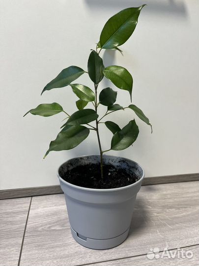 Фикус бенджамина