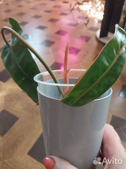 Филодендрон