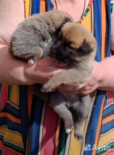 Щенки в добрые руки