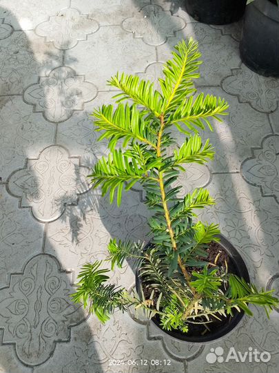 Тис ягодный