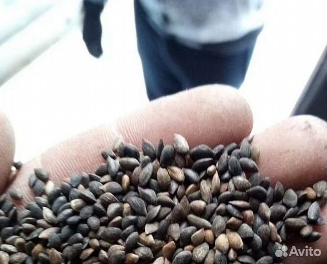 Доставка семян лиственницы