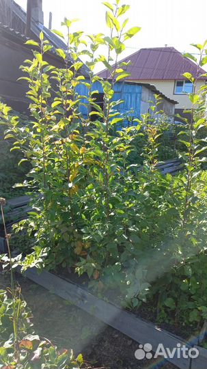 Саженцы яблони