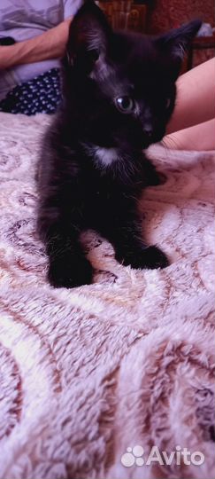 Кошка в дар бесплатно